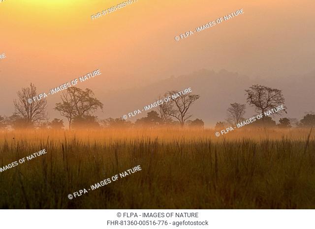 View of grassland habitat at dawn, Jim Corbett N.P., Uttarkhand, India, May