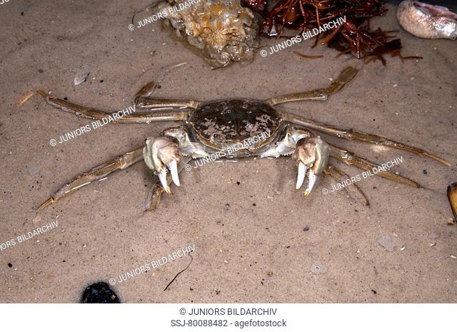 DEU, 2009: Chinese Mitten Crab (Eriocheir sinensis) in defensive posture