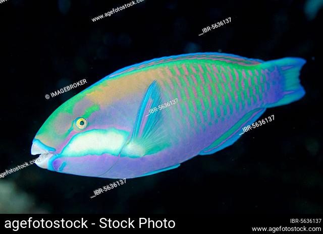 Bleekeri, Bleeker's parrotfishes (Scaridae) Bleeker's Parrotfish, Other Animals, Fish, Animals, Bleeker's Parrotfish, Barracuda Rock dive site, Fiabacet Island