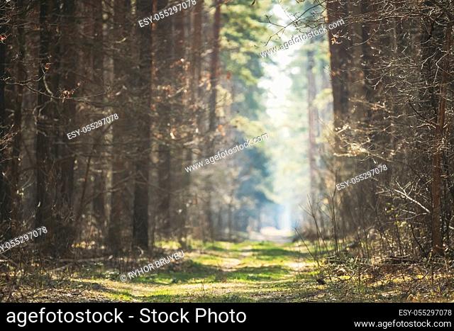 Winding Countryside Road Path Walkway Lane Through Spring Coniferous Forest In Sunny Day. Natural Blurred Boke Bokeh Background