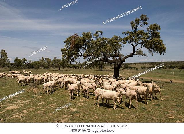 Dehesa con ovejas de raza merina  Parque Nacional de Monfragüe  Cáceres  Extremadura  España