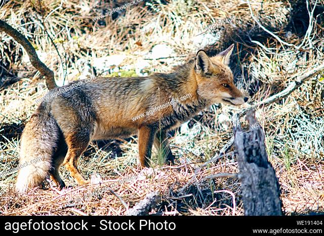 Red Fox (Vulpes vulpes) in Sierra de Cazorla, Andalusia, Spain
