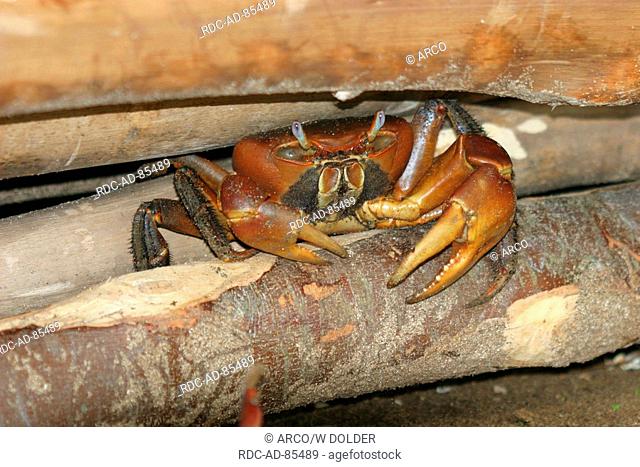 Red Clawed Crab Sesarma bidens