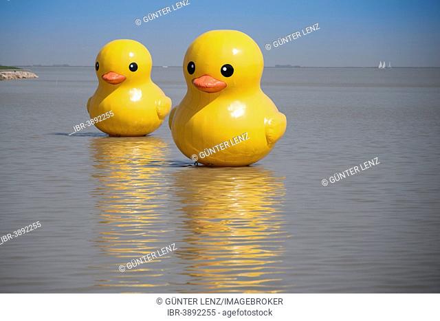 Rubber ducks on Lake Tai, Huzhou, Zhejiang, China