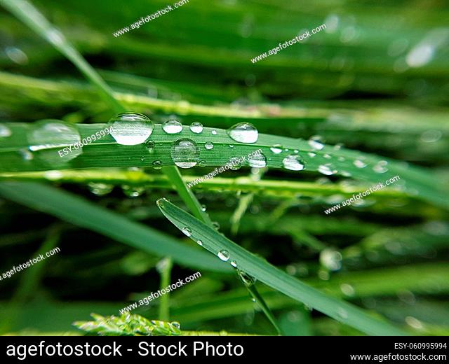 Tautropfen; Grashalm; Gras; Wasser; Struktur; Tau; Regentropfen