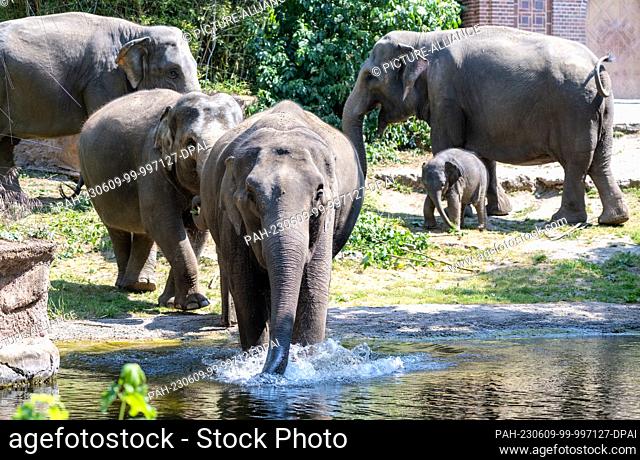 09 June 2023, Saxony, Leipzig: Zaya (r), the youngest elephant in Leipzig Zoo's herd, explores the elephant enclosure alongside his mother, lead cow Kewa