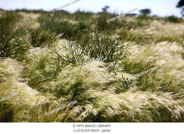 Bushman's Grass, Kgalagadi Transfrontier Park