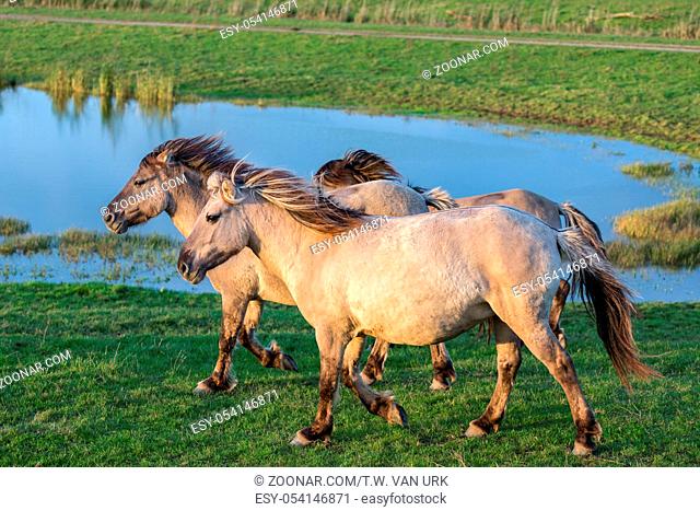 Dutch National Park Oostvaardersplassen with Konik horses passing a pool of water