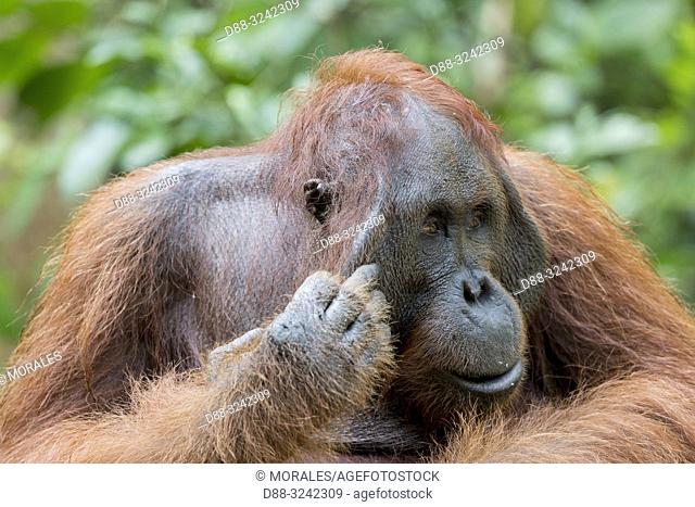 Asia, Indonesia, Borneo, Tanjung Puting National Park, Bornean orangutan (Pongo pygmaeus pygmaeus), adult male in a tree