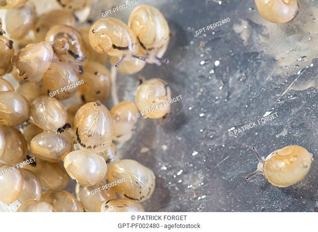 AFTER THE HATCHING OF THE EGGS, GATHERING THE BABY SNAILS TO DISPERSE IN NATURE, BIG GREY SNAILS (HELIX ASPERSA MAXIMA), L'ESCARGOTIERE SNAIL FARM, CHAUMONT