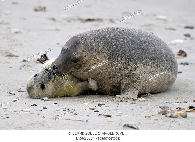 Grey Seal (Halichoerus grypus), female with young playing