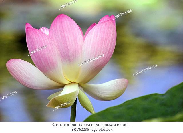 Lotus flower (Nelumbo)