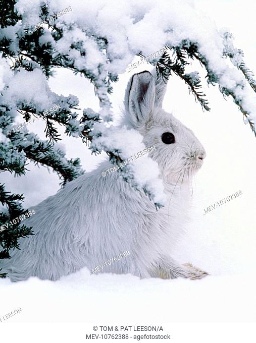 Snowshoe or Varying Hare - winter (Lepus americanus)
