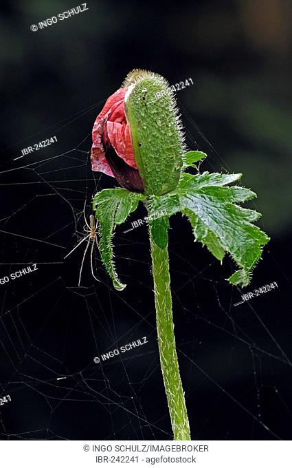 Poppy, papaver spec. with spider