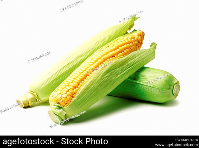 Ears of corn isolated on white background. Autumn harvest