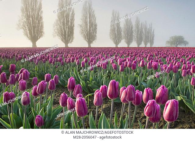 Skagir Valley Tulip Fields