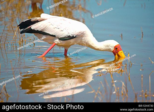 African glutton (Mycteria ibis), Lake Nakuru, Lake Nakuru National Park, Kenya, Africa