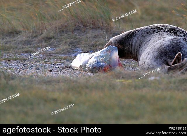 Grey Seal Giving Birth To Pup (Halichoerus grypus) Helgoland Germany