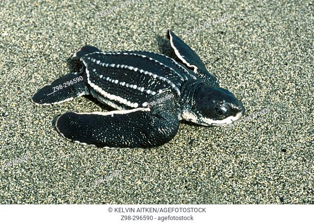 Leatherback turtle (Dermochelys coriacea) hatchling crossing beach. Tropical all oceans