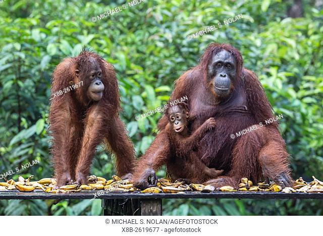 Reintroduced mother, child, and infant orangutan, Pongo pygmaeus, Camp Leakey, Tanjung Puting National Park, Borneo, Indonesia