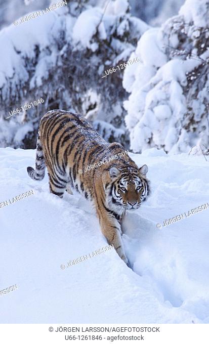 Siberian tiger / Amurtiger Panthera tigris altaica Dalarna Sweden