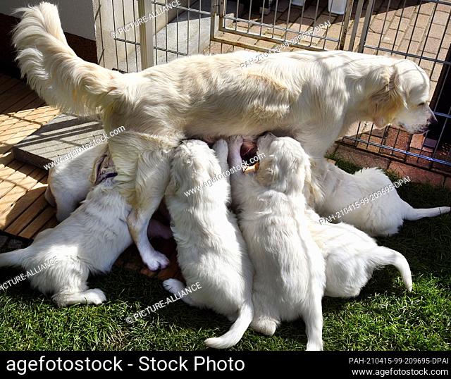 13 April 2021, Saxony, Leipzig: In the garden of breeder and animal trainer Bettina Krist, puppies drink with their dog mother