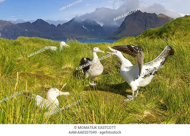 Wandering albatross (Diomedea exulans) adults spreading wings, dancing, displaying, courting during mating season, mountains, tussock grass