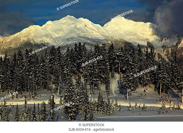 Winter views of the Nooksack Ridge from Heather Meadows, Mount Baker National Recreation Area, Washington. Note the snowshoe tracks running through the trees