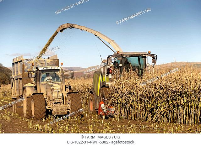 Claas 970 self propelled harvestor harvesting maize silage crop. (Photo by: Wayne Hutchinson/Farm Images/UIG)