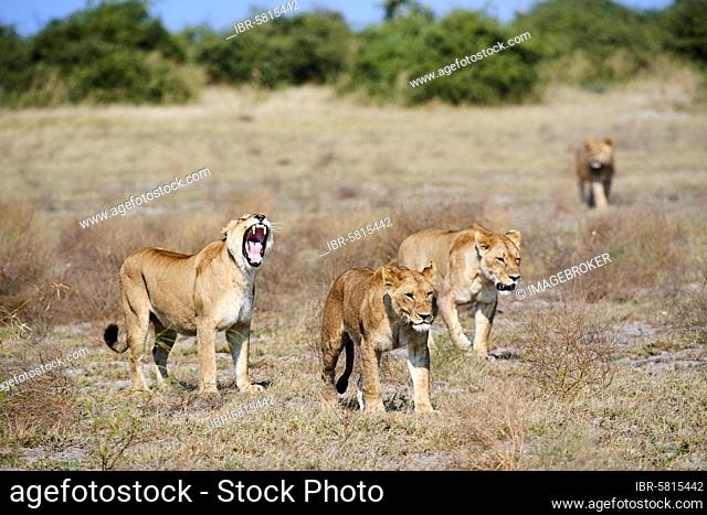 Pride of African lion (Panthera leo) walking though Duba Plains concession, Okavango delta. Botswana