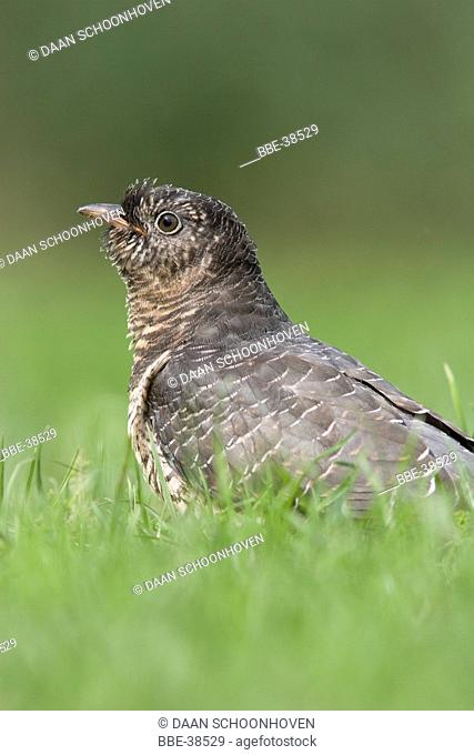 Juvenile Cuckoo (Cuculus canorus) in grass foraging on worms