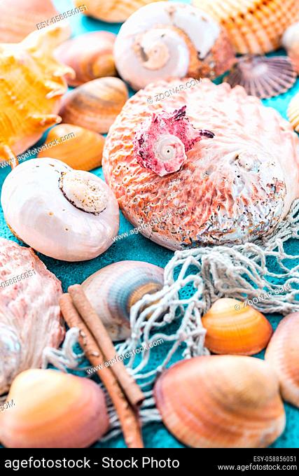 Assortment of seashells on blue background. Summer beach and holiday concept