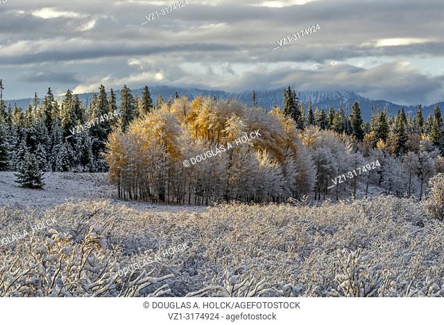 Aspen Glow . . An overnight snow covers an aspen grove near Oxbow Bend (Moran) and the first rays of sunlight bring it to life in Grand Teton National Park, USA