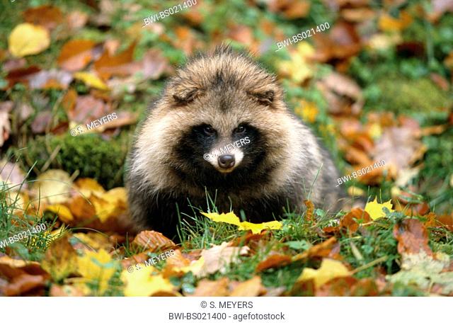 raccoon dog (Nyctereutes procyonoides), one animal in autumn, Germany, Baden-Wuerttemberg