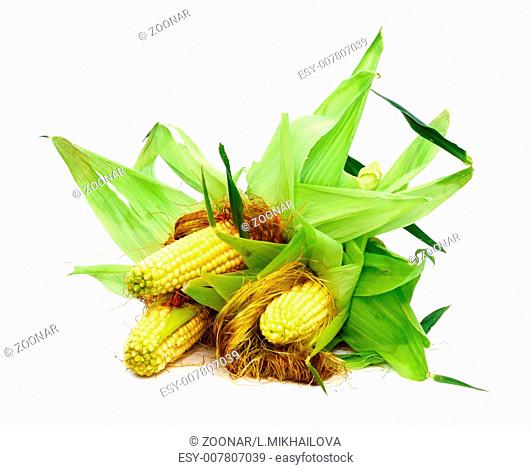 Three ears of corn isolated on a white background