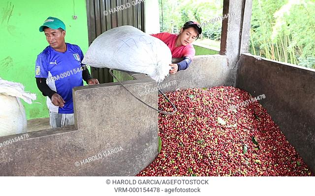 People downloading sacks of coffee beans in pools to be pulped with Threshers. Coffee Plantation Farm in the rural area of Huila. Colombia