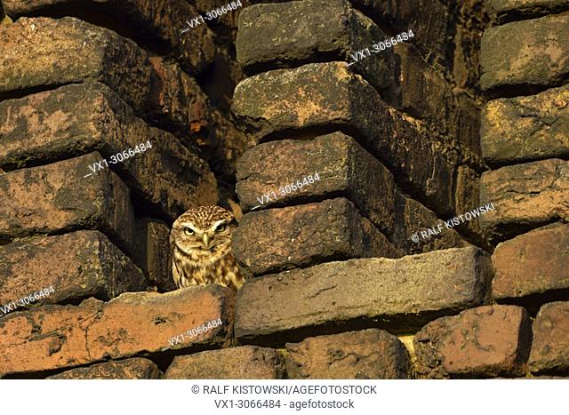 Little Owl / Minervas Owl / Steinkauz (Athene noctua) sunbathing in an owl-hole of an old farmhouse build out of red bricks.