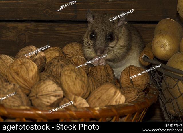 Edible dormouse (Glis glis) Storage cellar, walnuts and potatoes in baskets