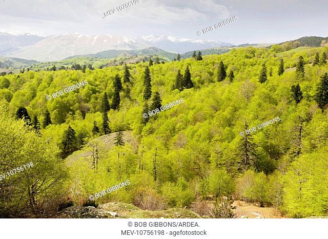 The central Pindos Mountains in spring, looking north from the Katara Pass over forests of Beech and Greek Fir