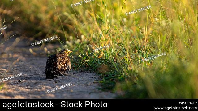 A Double Banded Sandgrouse, Pterocles bicinctus, sitting in sand
