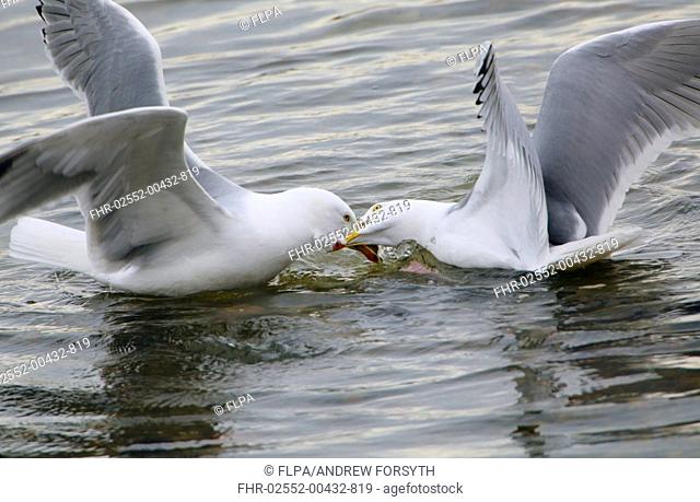 Herring Gull (Larus argentatus) two adults, breeding plumage, fighting on water, Adur Estuary, Sussex, England, March