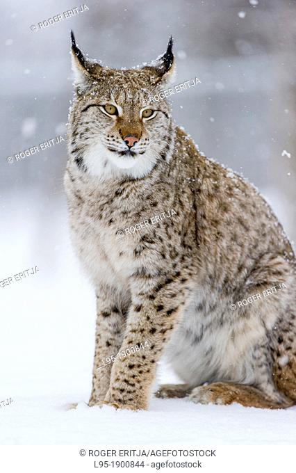 Eurasian Lynx Lynx lynx in winter fur over snow and under snowfall, controlled conditions, Norway
