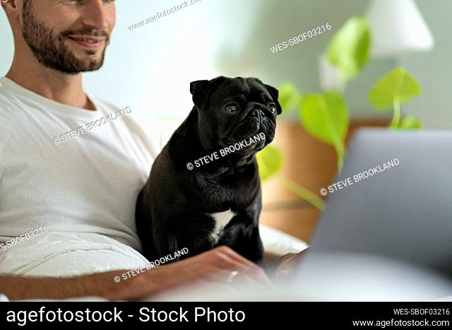 Young man with Pug dog staring at laptop while sitting at home