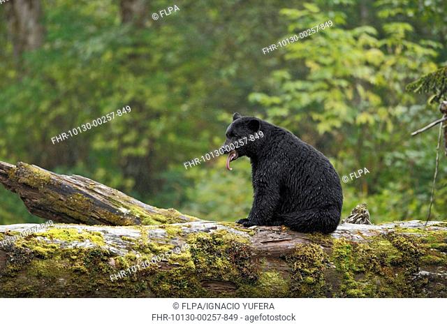 American Black Bear Ursus americanus kermodei adult, with tongue sticking out, sitting on fallen tree trunk in temperate coastal rainforest