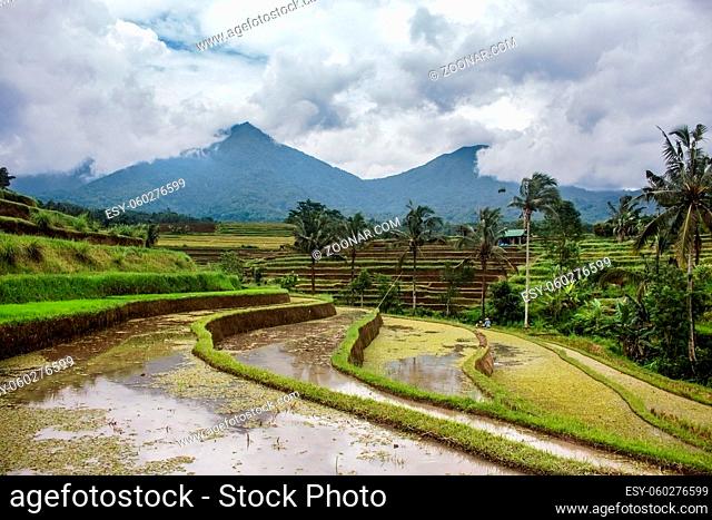 Horizontal photo of flooded rice paddy terraced fields prior to planting. Mountains and palm trees in the distance. In Jatiluwih, Indonesia
