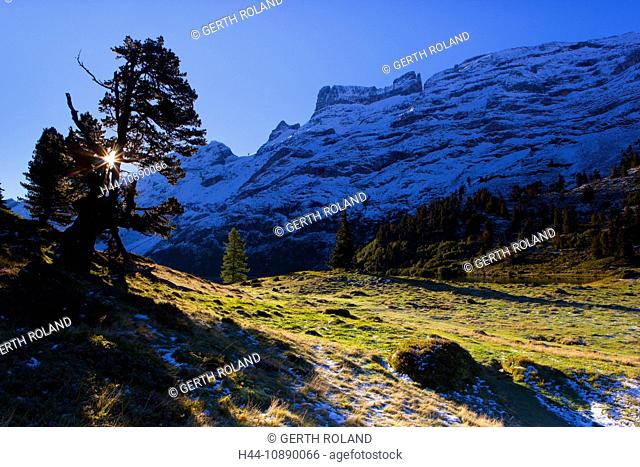 Engstlenalp, Switzerland, canton Bern, Bernese Oberland, Gental, Alp, trees, stone pine, mountains, snow, autumn, morning light