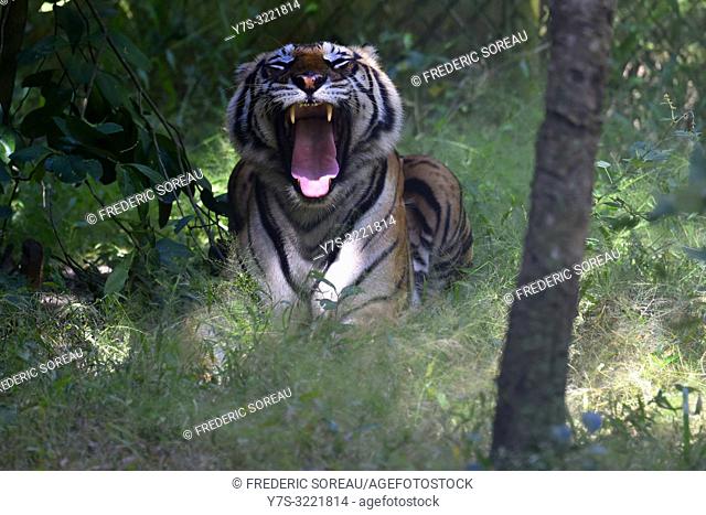 Indochinese tiger at Phnom Tamao Wildlife Rescue Center, Kandal Province, Cambodia, South east Asia