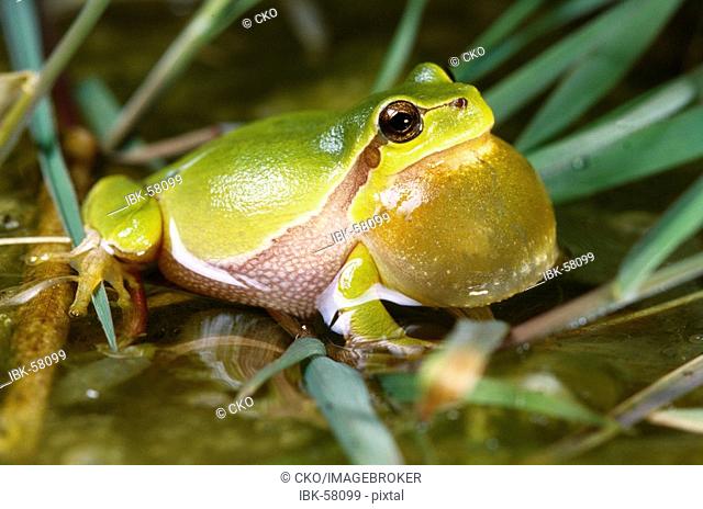 European Treefrog calling in his Habitat at night, Muensterland, Nordrhein-Westfalen, Germany