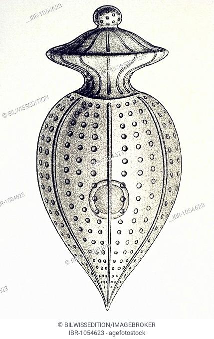 Historic illustration, tablet 14, title Peridinea, name Peridinium, 9/ Pyrgidium pyriforme, Ernst Haeckel, Kunstformen der Natur, Artforms of Nature