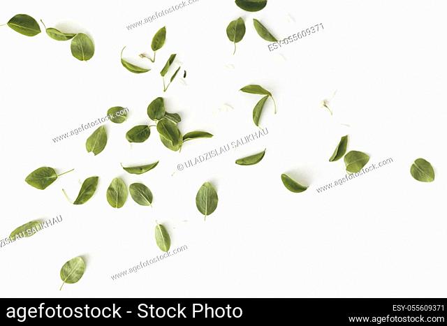 Green leaves and petals flat lay on white background. Spring composition